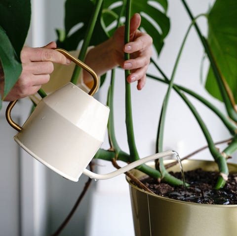 Watering houseplant yellow leaves on plants, chlorosis, watering houseplant