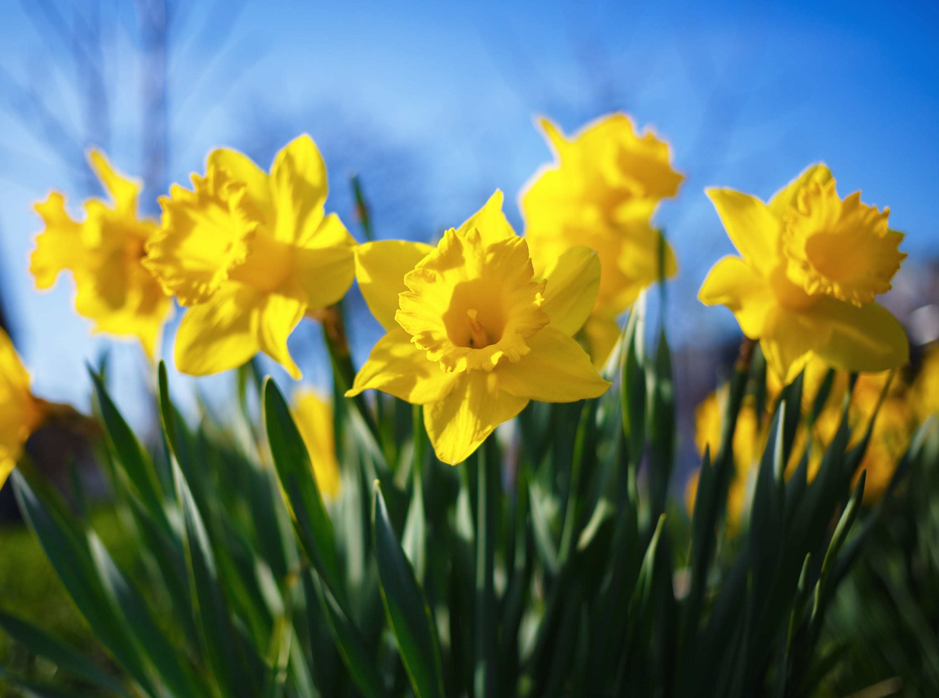 How to Grow the Most Beautiful Daffodil Flowers