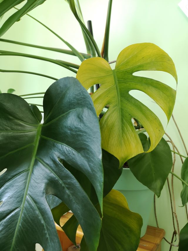 yellowing leaf of indoor monstera deliciosa