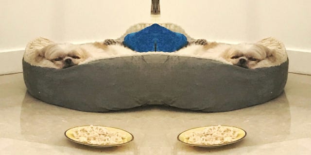 I Cook My Dog Human Food Every Single Day - Benefits of Human Food for Dogs I Cook My Dog Human Food Every Single Day - Benefits of Human Food for Dogs