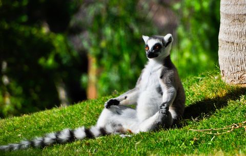 yoga-con-i-lemuri-1554293614.jpg
