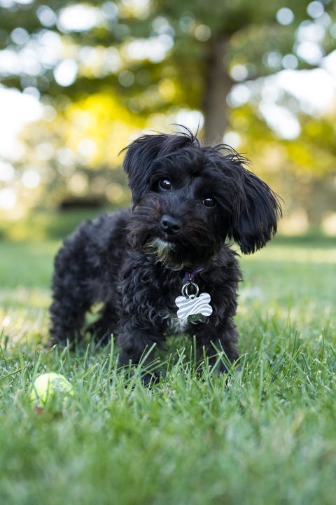 Yorkipoo Dog Standing Outdoors with Tennis Ball