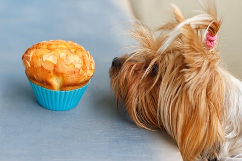 Yorkshire Terrier intenta alcanzar los sabrosos muffins Yorkshire Terrier intenta alcanzar los sabrosos muffins