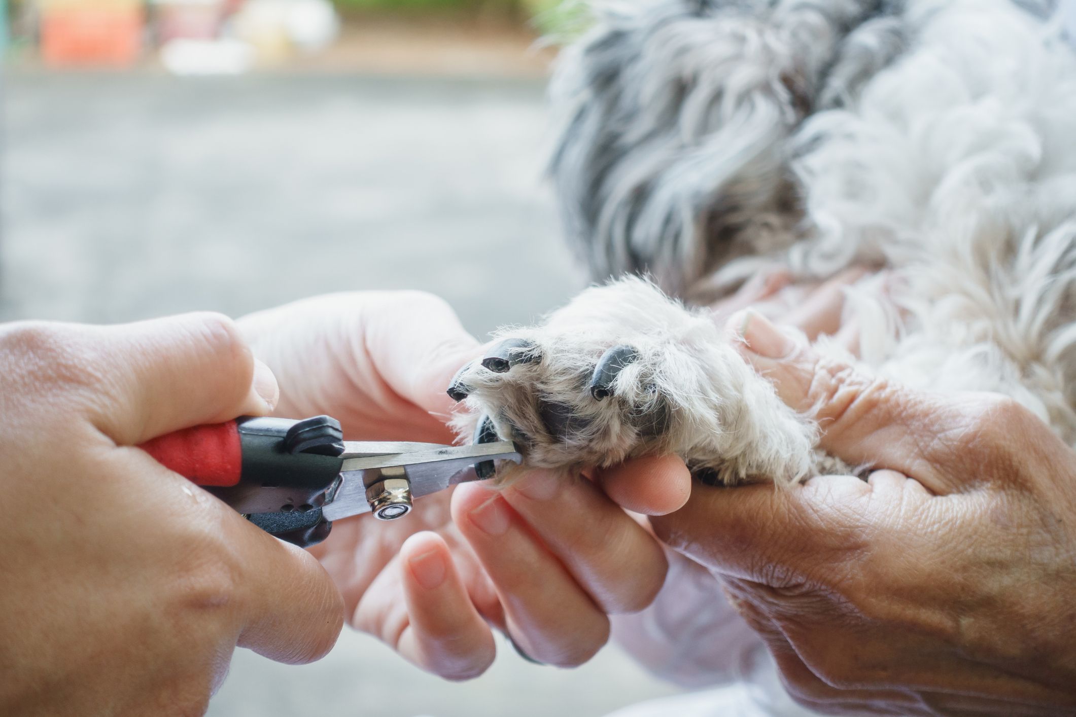 easy way to cut a dog's nails