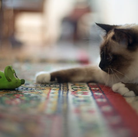 razones por las que los gatos son las mejores mascotas caseras