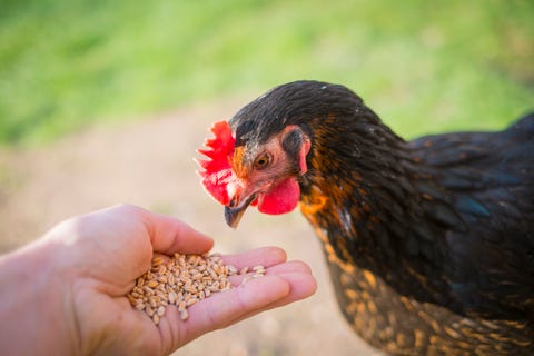 young black copper marans female hen eating wheat royalty free image 538589703 1534366136