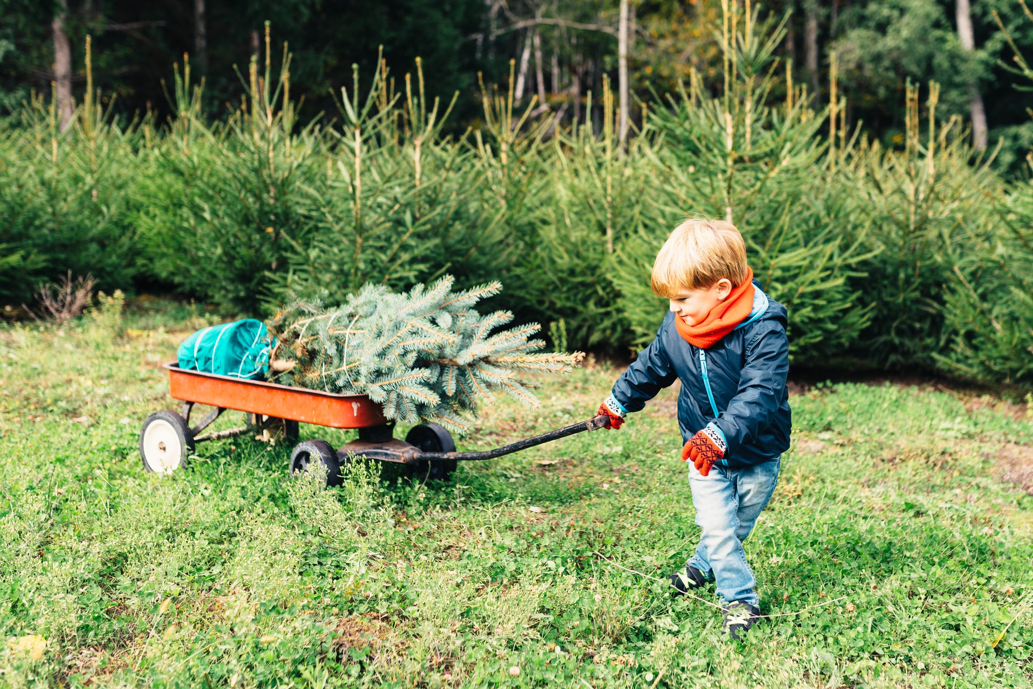 Young Boy Bringinging Home A Christmas Tree