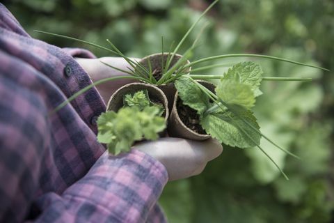 Growing herbs and how to cook with them