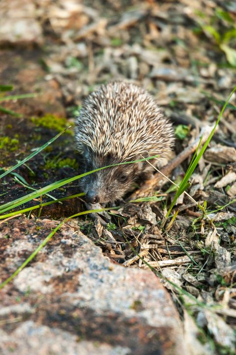 Young Hedgehog in the Garden