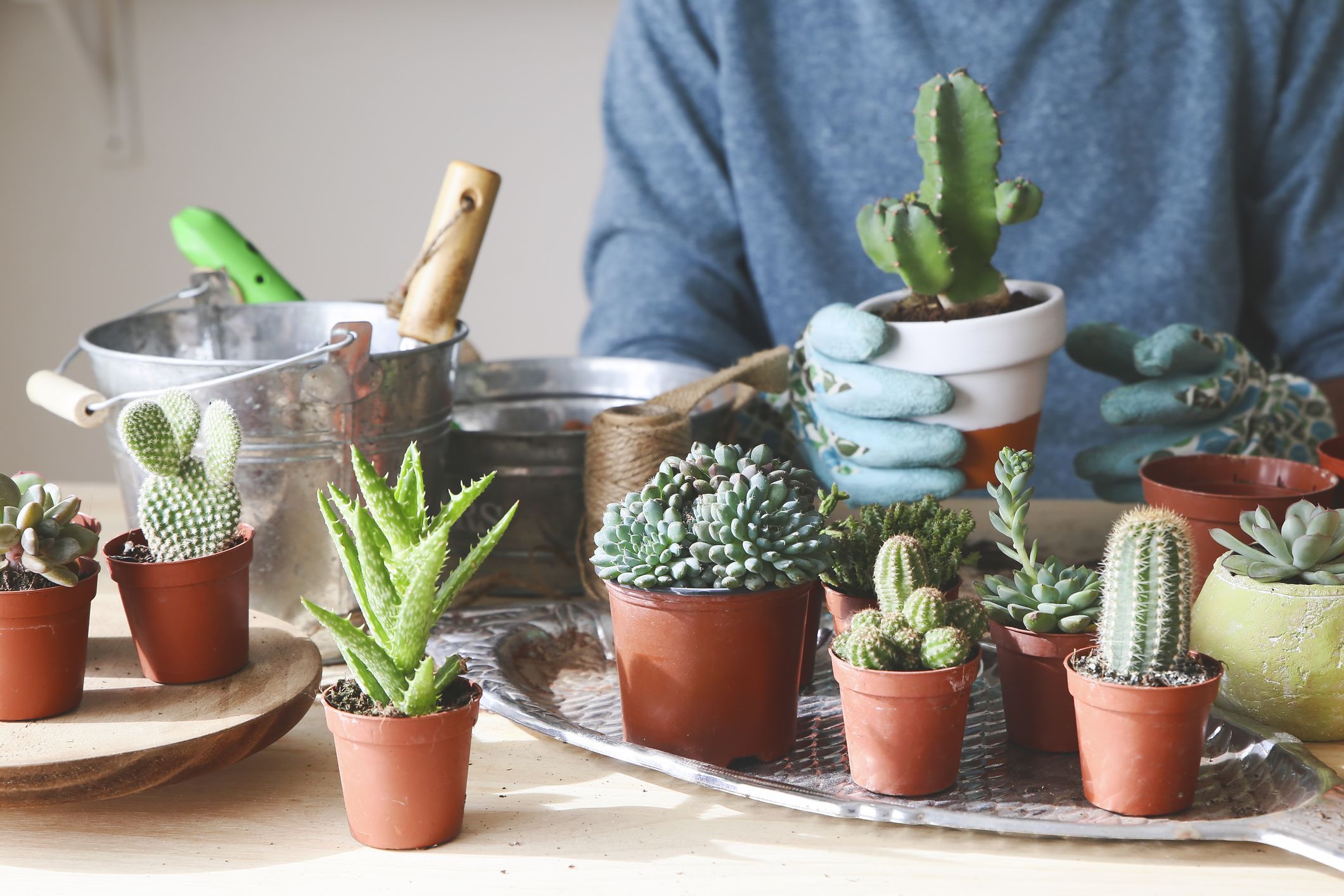 cactus table plant