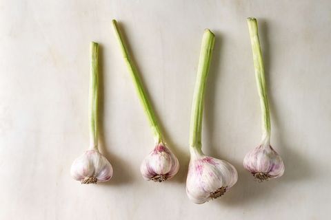 Young organic garden garlic in row over white marble background. Flat lay. space