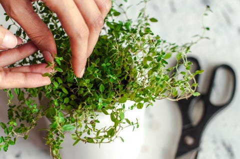 une jeune personne jardine en intérieur