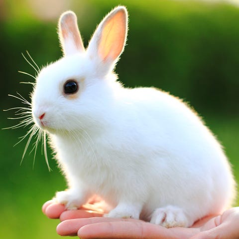 Easter Colors - White