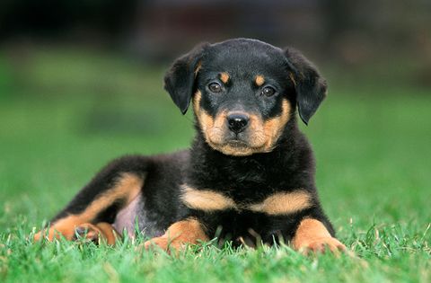 Young Rottweiler dog pup lying on lawn in garden