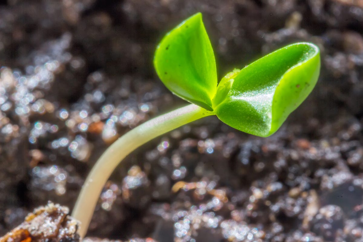 Dr. Pimple Popper Pops 'Alfalfa Sprout' Blackhead In Instagram Video