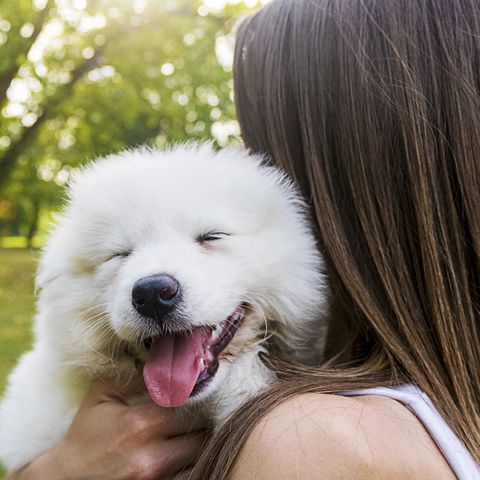 この笑顔がたまらない 癒しの犬画像集