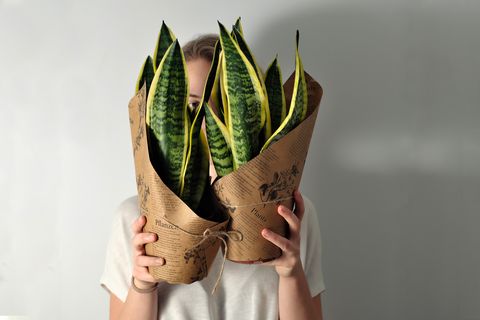 young woman holds two succulet house plants   a new addition to her indoor garden