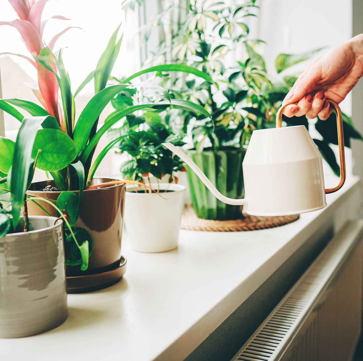 5 Myths About Houseplants in Winter That Are Doing More Harm Than Good