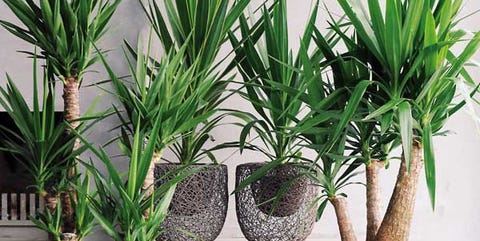 Flowerpot, Houseplant, Yucca, Plant, Flower, Tree, Arecales, Leaf, Palm tree, Grass, 