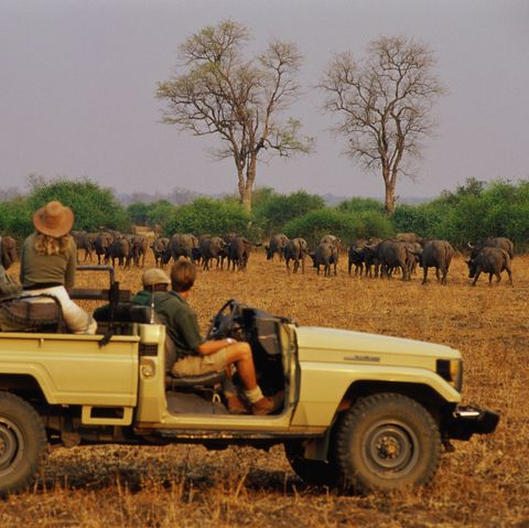 zambia, south luangwa national park, group of people on safari