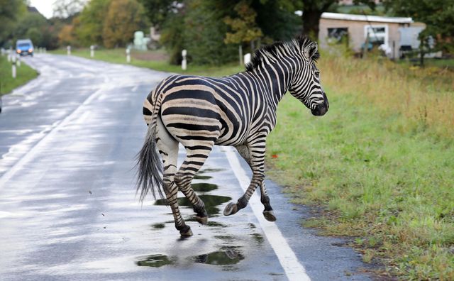 a zebra runs across a road on october 2, 2019 in the village of thelkow, north eastern germany, after the animal had broken out of a circus with a fellow animal nearby, and had caused an accident on the a20 motorway in the area   the other zebra had already been captured   germany out photo by bernd wuestneck  dpa  afp  germany out photo by bernd wuestneckdpaafp via getty images