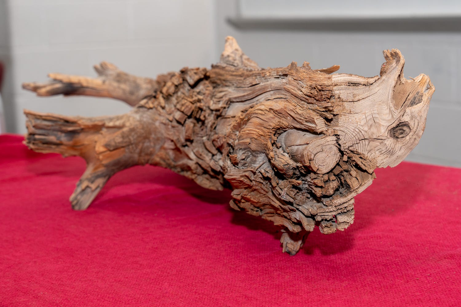 This 3,375-Year-Old Log Could Be the Climate Change Solution We've Been Waiting For