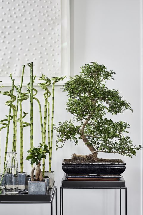 Houseplant, Flowerpot, White, Tree, Bonsai, Plant, Botany, Room, Woody plant, Branch, 