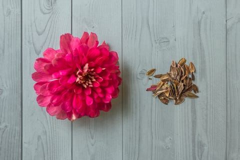 How to Grow Beautiful Zinnia Flowers - Harvesting and Planting ...