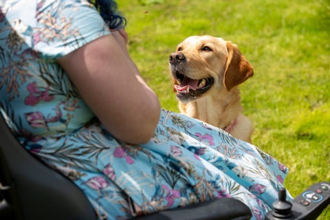 zoe and her assistance   canine  sheila