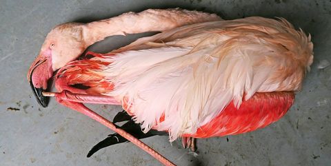 Greater flamingo, Feather, Bird, Water bird, Flesh, Beak, Wing, 