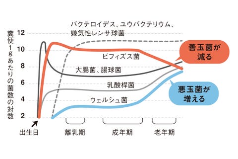 腸内環境の正しい整え方は 更年期のお悩み相談室