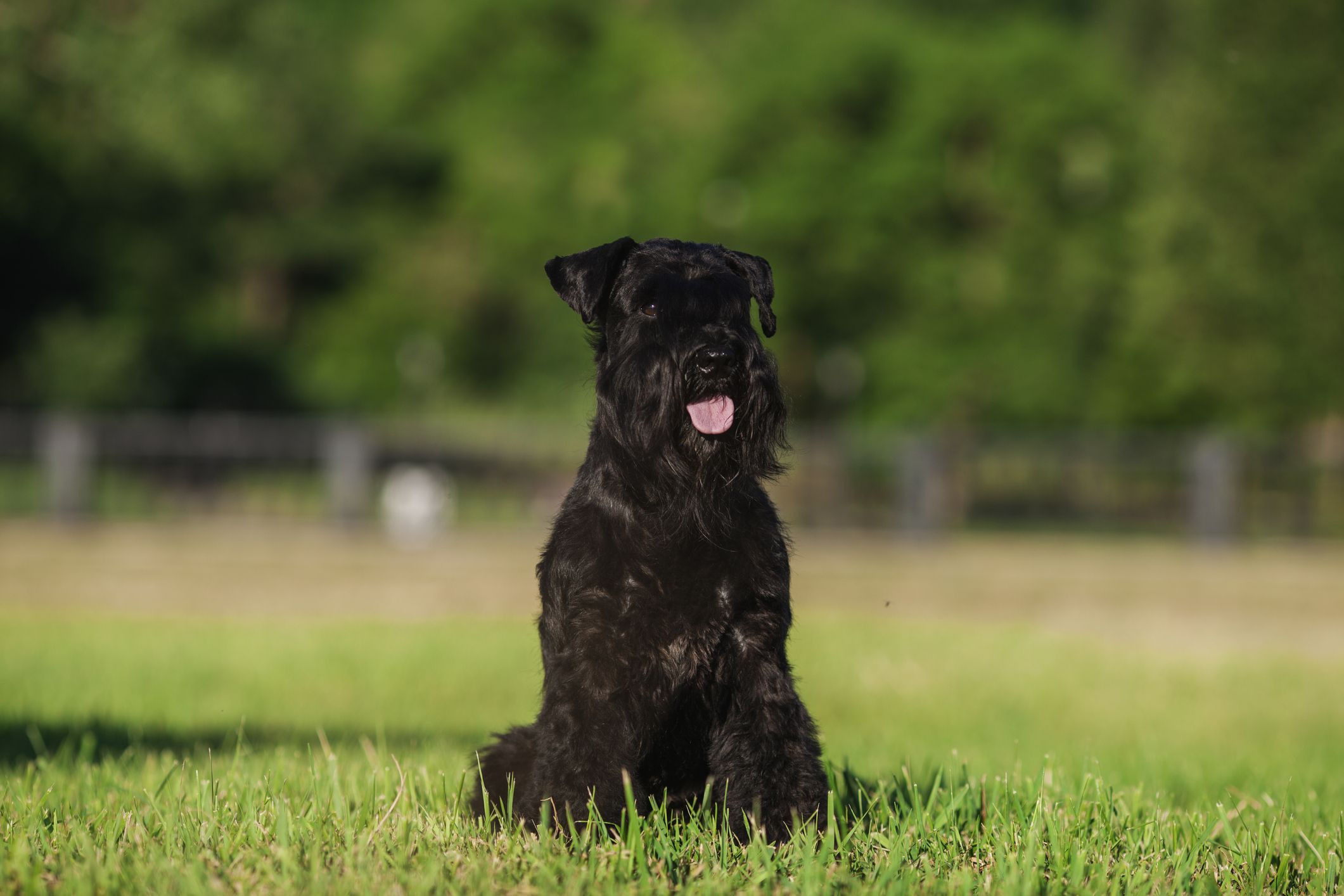 is a miniature schnauzer a small or medium dog