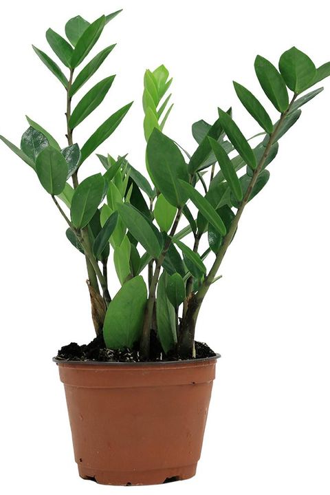 25 Best Indoor Plants For Apartments Low Maintenance Plants For