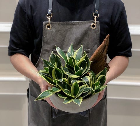 植感系防疫!給新手的「植物照顧小技巧+5間直送到家花店」推薦 植感系防疫!給新手的「植物照顧小技巧5間直送到家花店」推薦