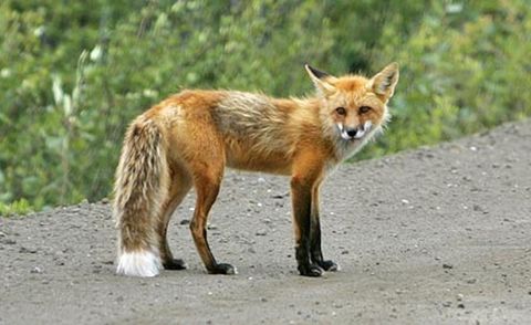 red fox along dempster highway