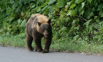 Nature, Vegetation, Grizzly bear, Brown, Natural environment, Organism, Brown bear, Kodiak bear, Photograph, Leaf, 