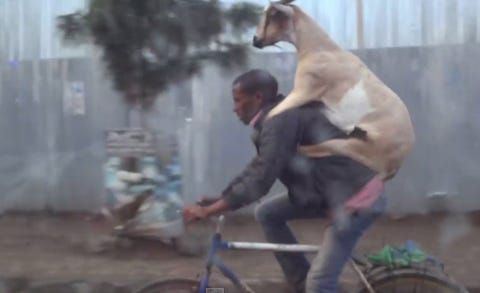 goat riding