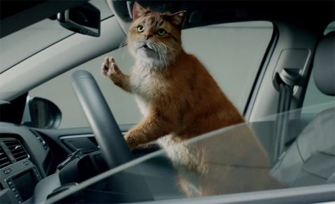 Volkswagen Germany Uses Humans Acting Out Internet Cat Videos For Leasing Ad News Car And Driver - cats im a kitty cat roblox id