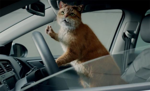 Volkswagen cat