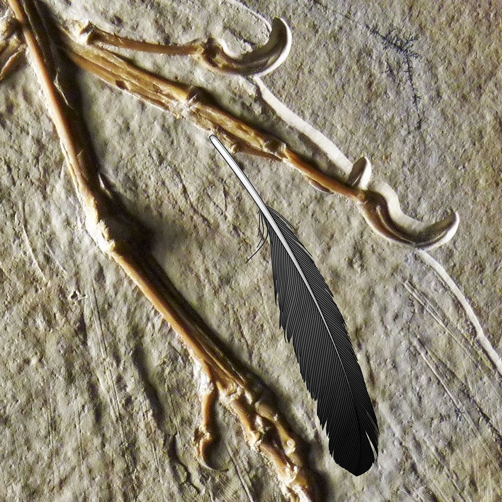  Toen het onderzoeksteam een scan van de gesoleerde veer op zijn mogelijke locatie op de vleugel van deze Archaeopteryxplaatste paste hij in omvang en vorm perfect tussen de primaire dekveren die in dit fossiel bewaard zijn gebleven