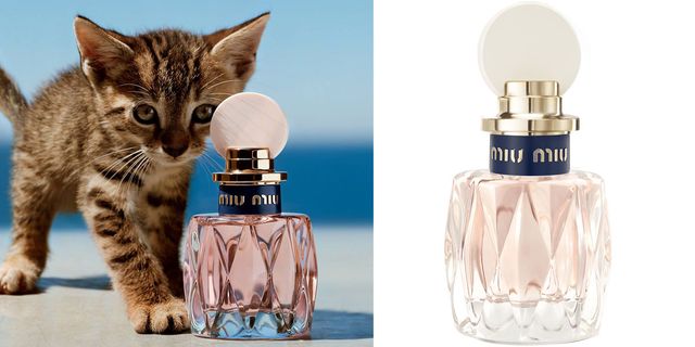 Perfume, Product, Bottle, Glass bottle, Felidae, Cat, Bottle stopper & saver, Cosmetics, 