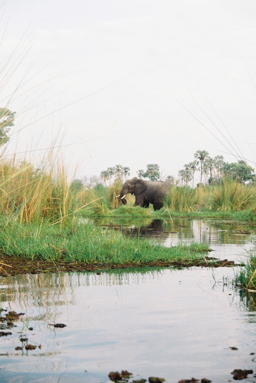 elephant okavango delta safari