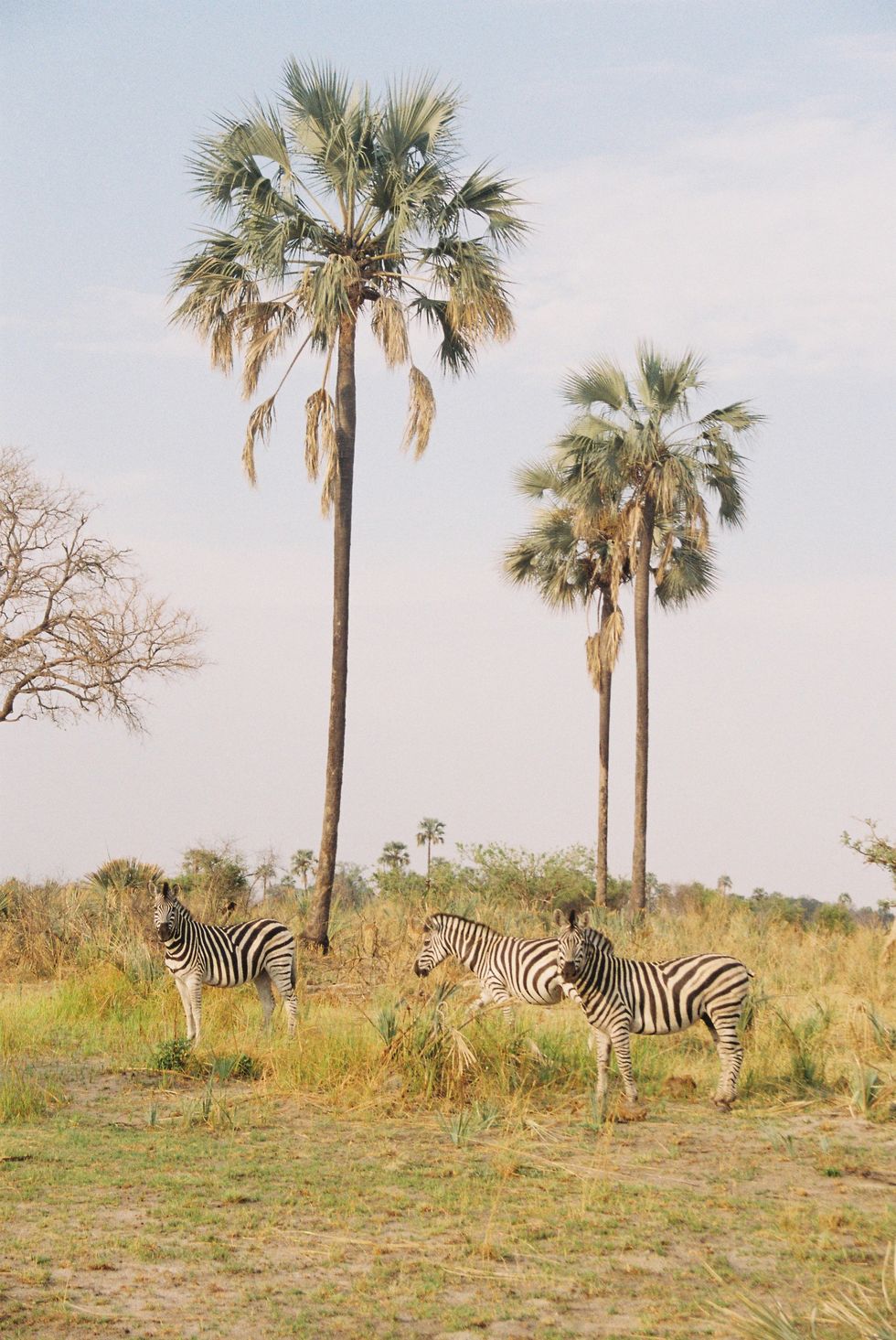 wilderness botswana safari review