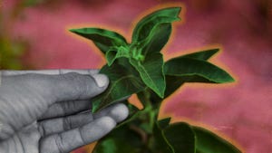 ashwagandha plant