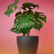 fake plant in a pot