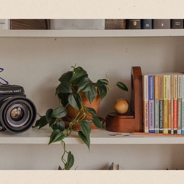 a shelf with a camera and a plant on it