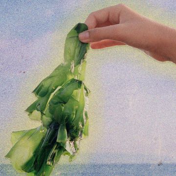 a hand holding seaweed
