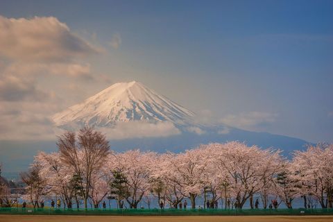 Surrounded by blooming cherry blossom trees and the serene Lake Kawaguchiko Dungo captured the majestic beauty of Mt Fuji one of Japans most scared mountains