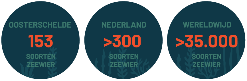 Hoeveel soorten zeewier zijn er Bron AlgaeBase
