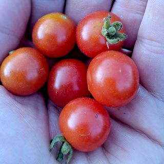 Tomato, Solanum, Cherry Tomatoes, Fruit, Plum tomato, Food, Plant, Vegetable, Nightshade family, Local food, 